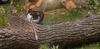 Best Leaf Removal  in Canon, GA