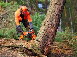 Best Hazardous Tree Removal  in Canon, GA