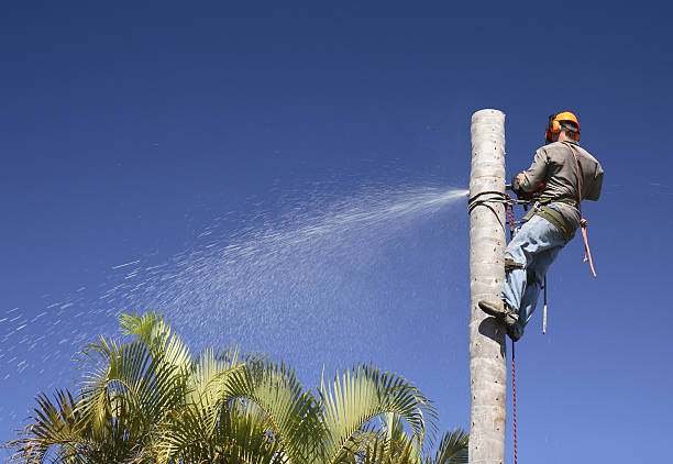 Best Pest Control for Lawns  in Canon, GA