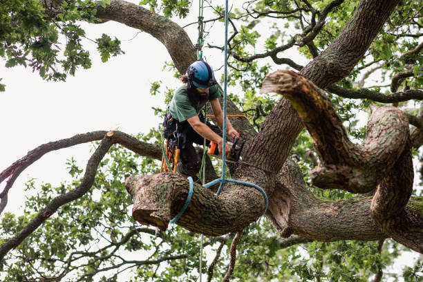 Canon, GA Tree Care Company