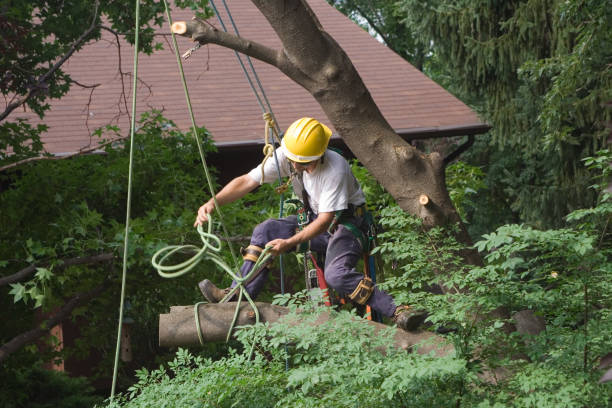 Best Tree Mulching  in Canon, GA