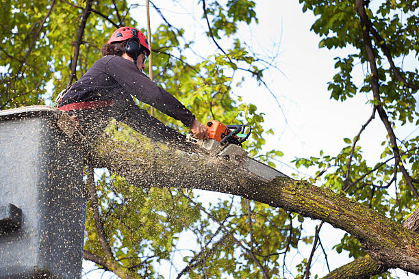How Our Tree Care Process Works  in  Canon, GA