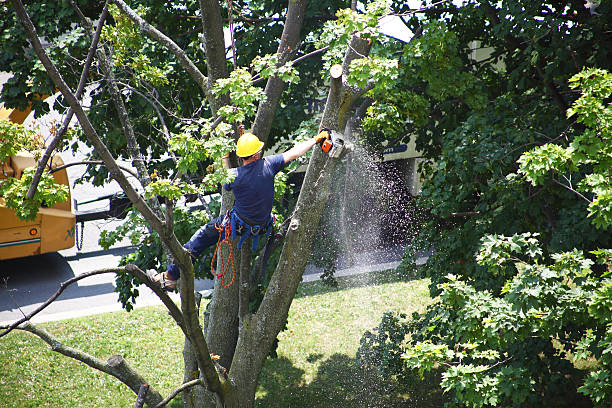 Best Arborist Consultation Services  in Canon, GA